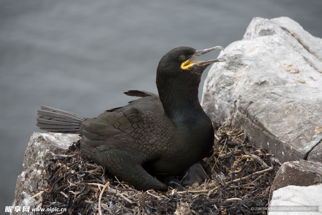 鱼鹰空山鸟语图片