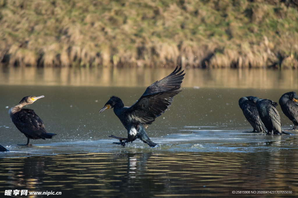 鱼鹰空山鸟语图片