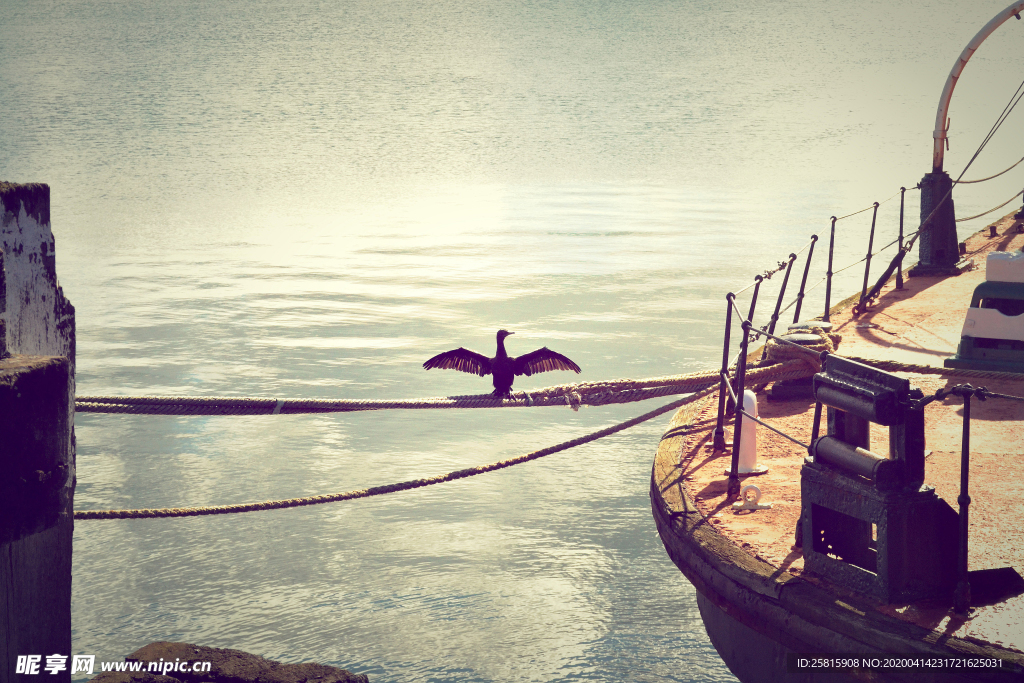 鱼鹰空山鸟语图片