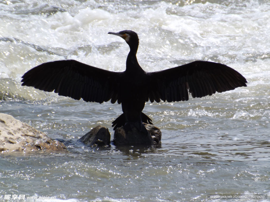 鱼鹰空山鸟语图片