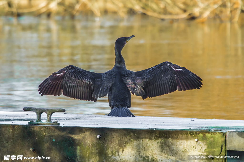 鱼鹰空山鸟语图片