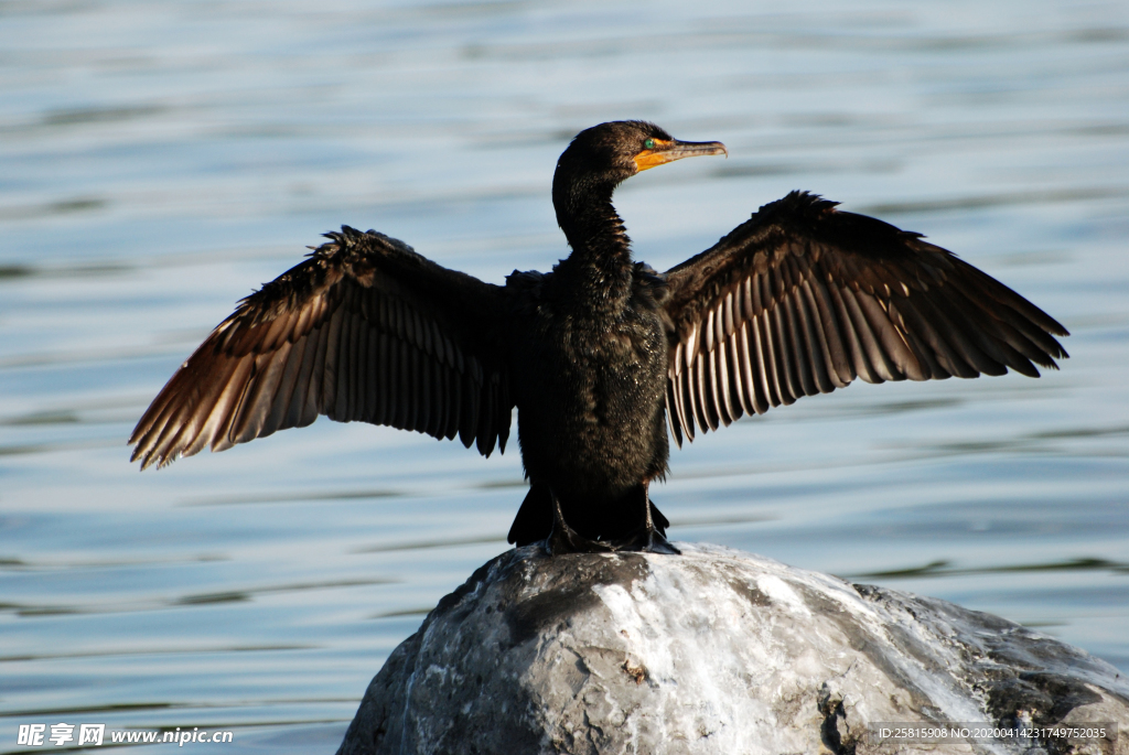 鱼鹰空山鸟语图片