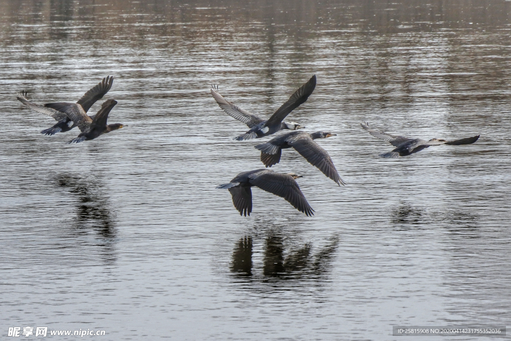 鱼鹰空山鸟语图片