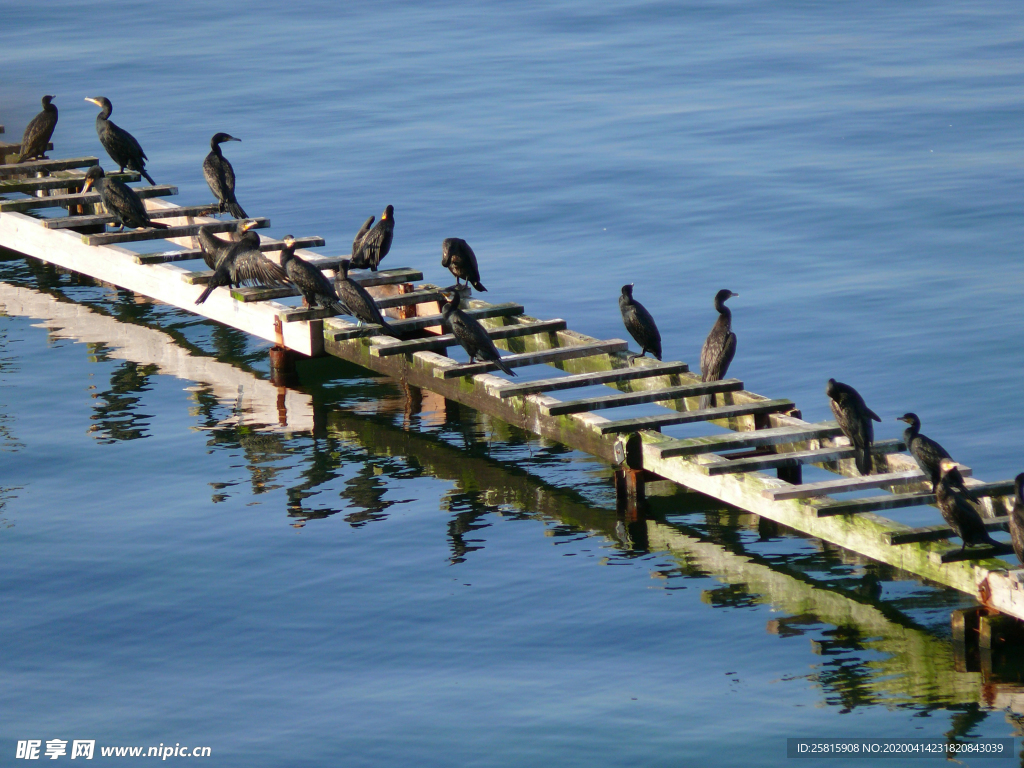 鱼鹰空山鸟语图片