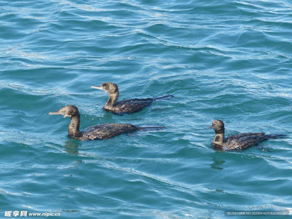 鱼鹰空山鸟语图片