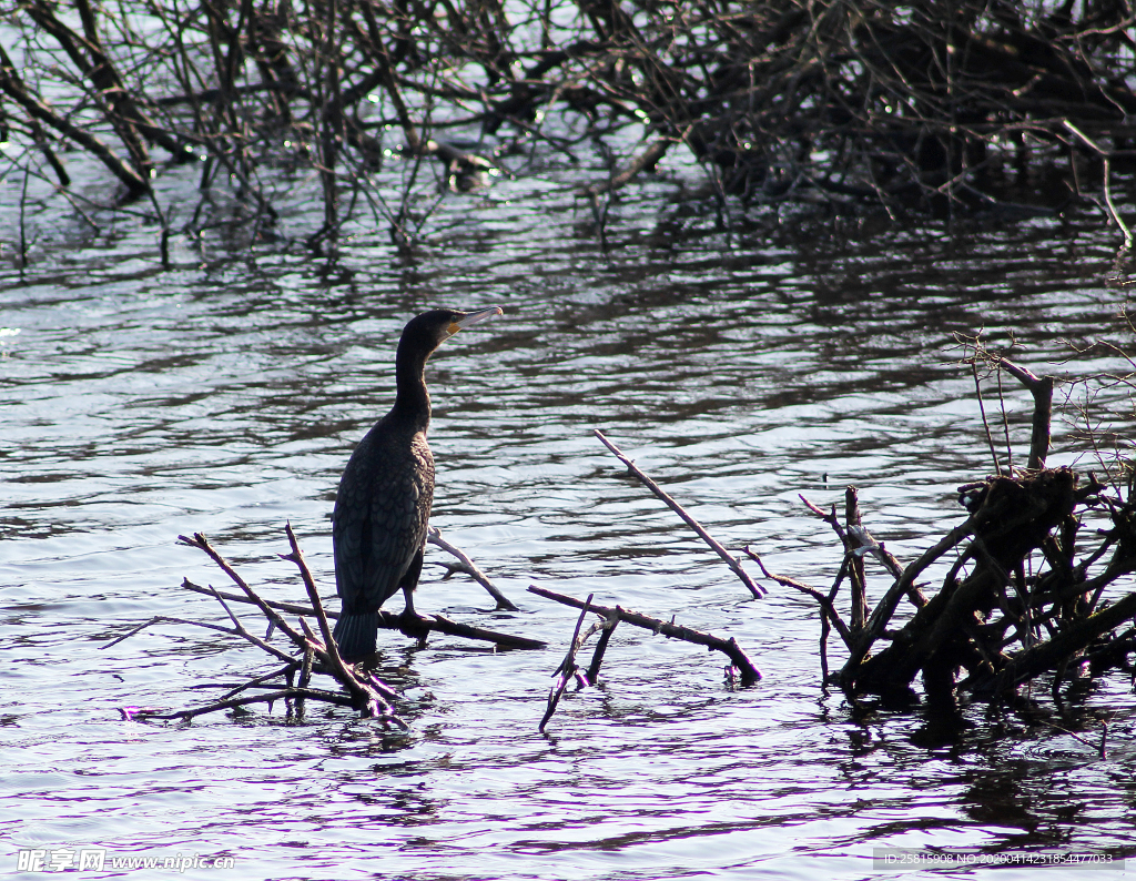 鱼鹰空山鸟语图片