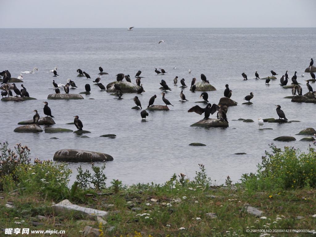 鱼鹰空山鸟语图片