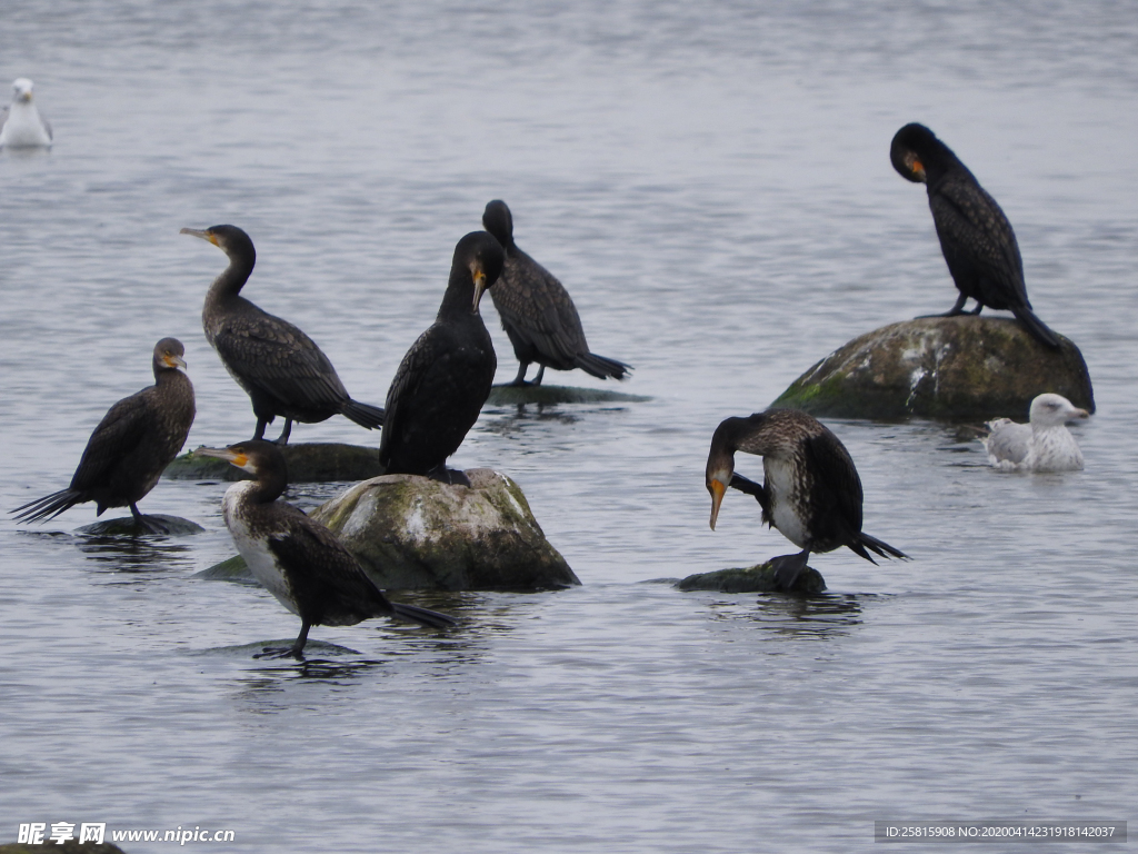 鱼鹰空山鸟语图片