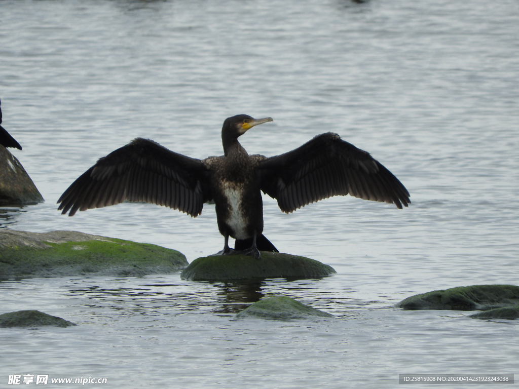 鱼鹰空山鸟语图片