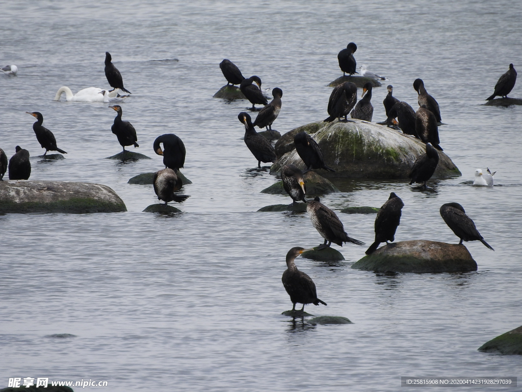 鱼鹰空山鸟语图片