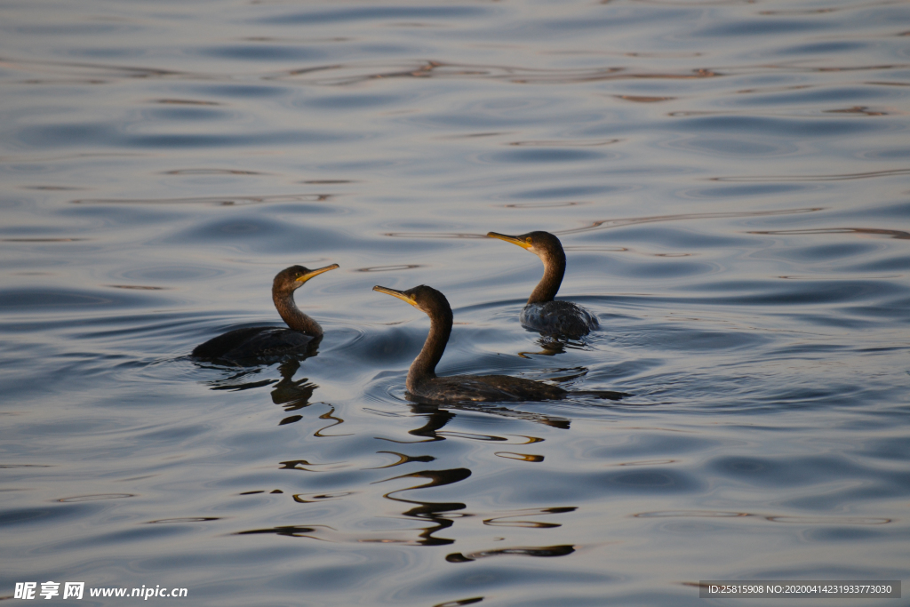 鱼鹰空山鸟语图片