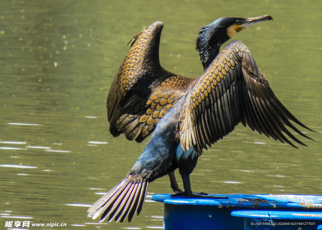 鱼鹰空山鸟语图片