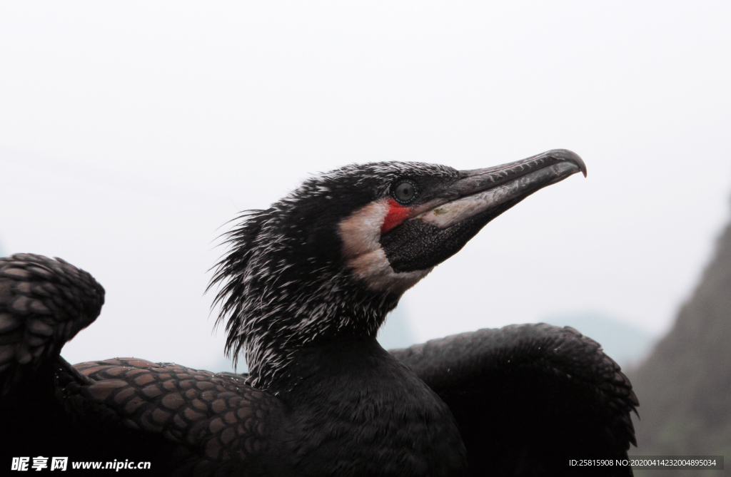 鹦鹉空山鸟语图片