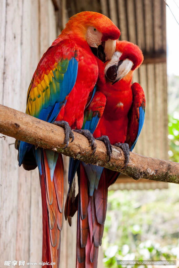 鹦鹉空山鸟语图片