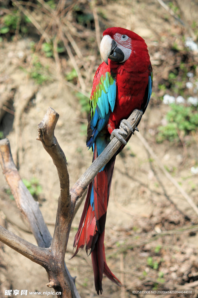 鹦鹉空山鸟语图片