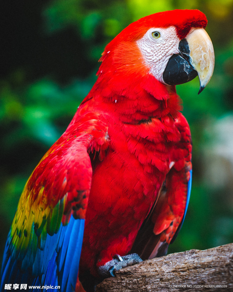 鹦鹉空山鸟语图片
