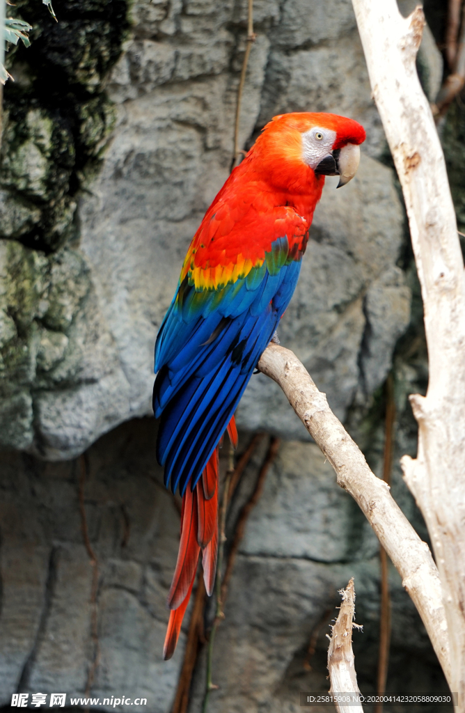 鹦鹉空山鸟语图片