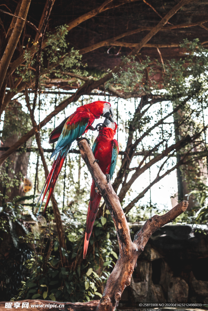 鹦鹉空山鸟语图片