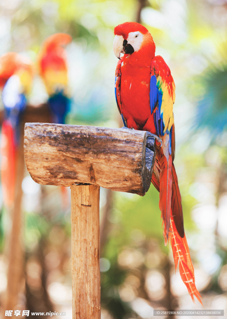 鹦鹉空山鸟语图片