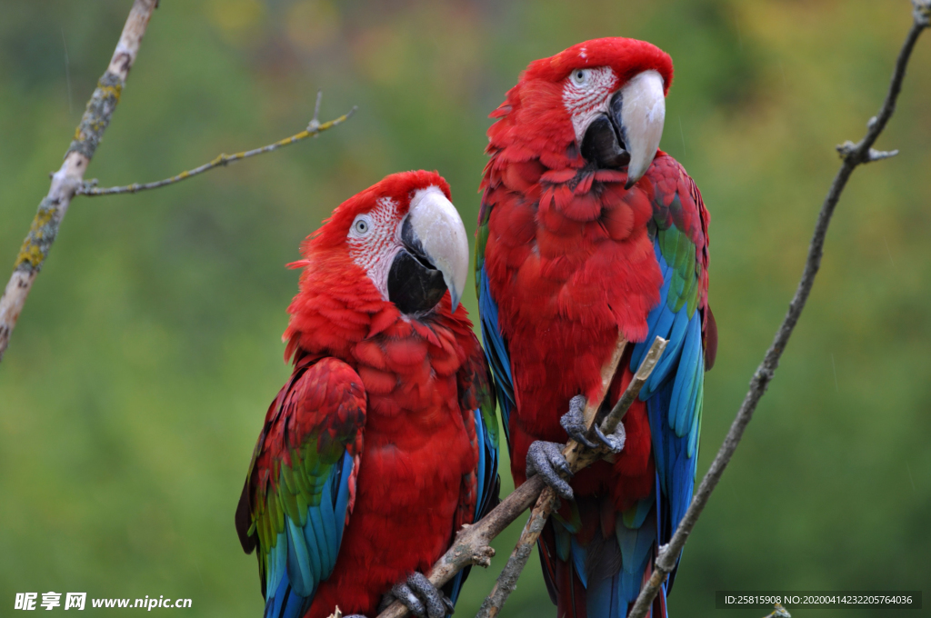 鹦鹉空山鸟语图片