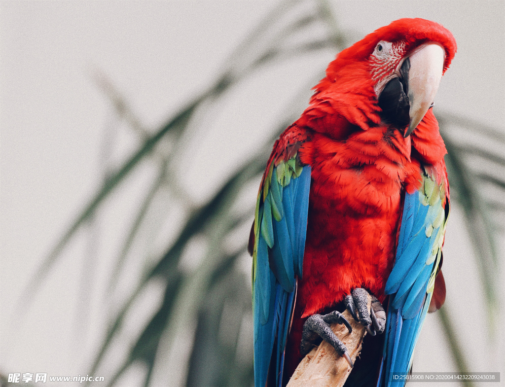 鹦鹉空山鸟语图片