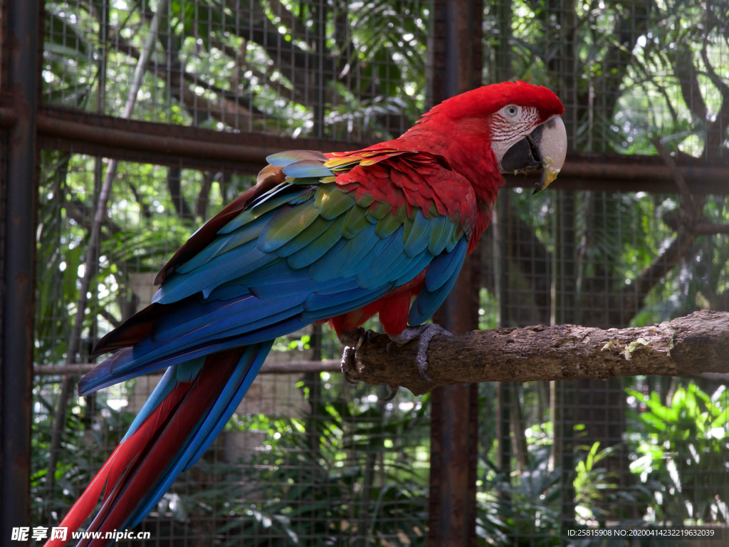 鹦鹉空山鸟语图片