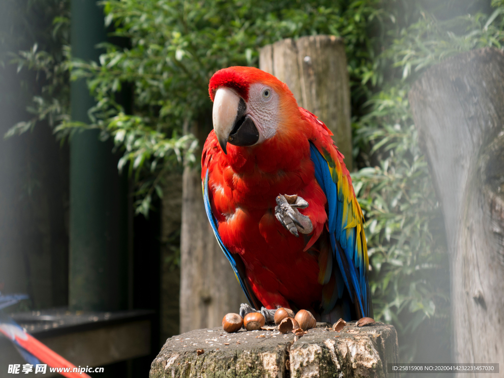 鹦鹉空山鸟语图片