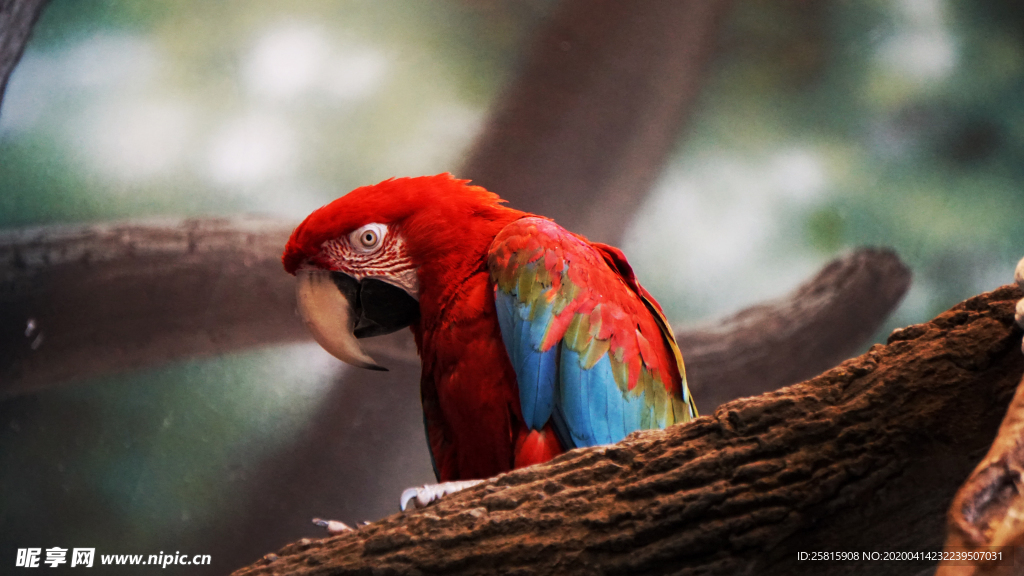 鹦鹉空山鸟语图片
