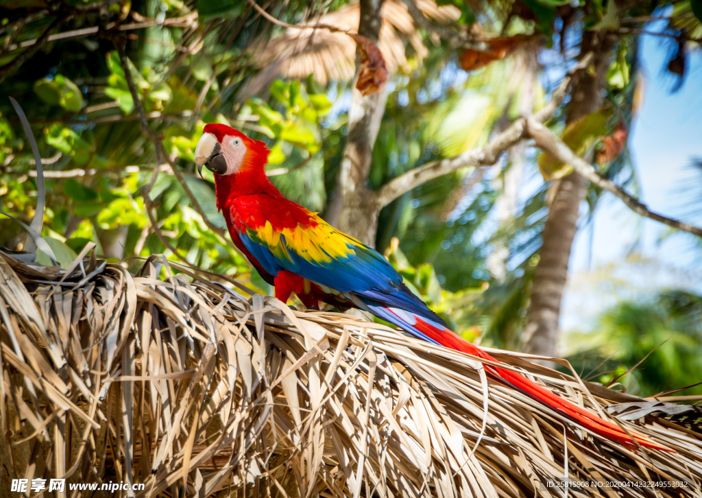 鹦鹉空山鸟语图片