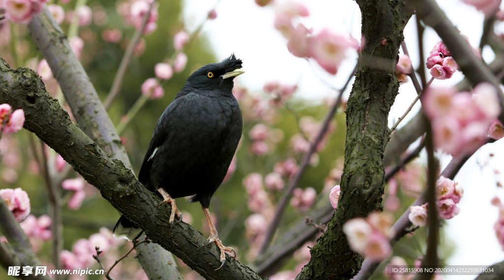 八哥空山鸟语图片