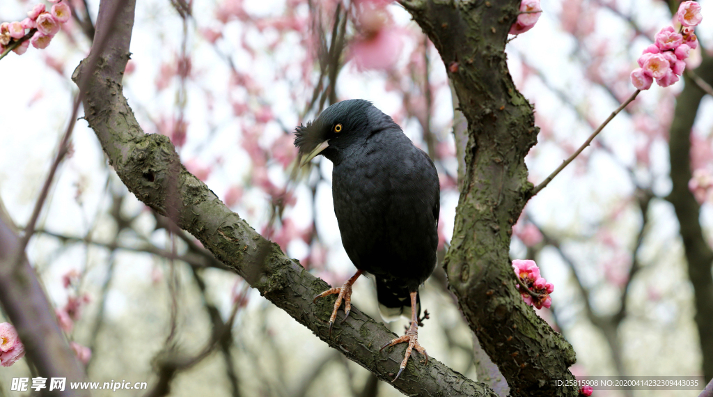 八哥空山鸟语图片