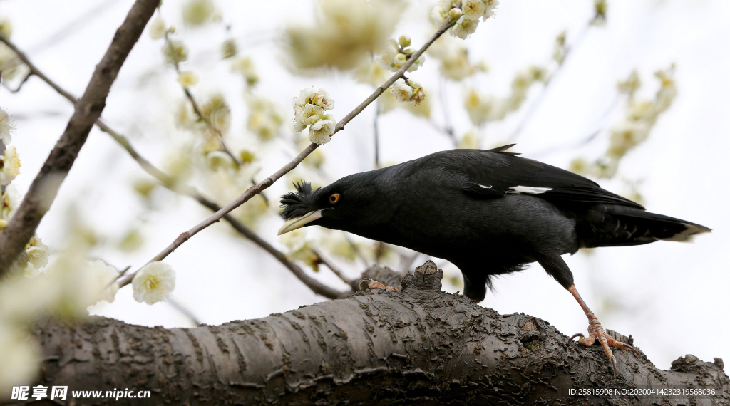 八哥空山鸟语图片