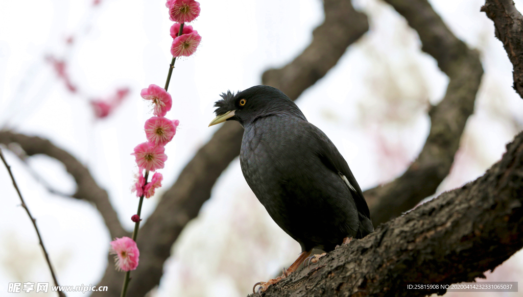 八哥空山鸟语图片