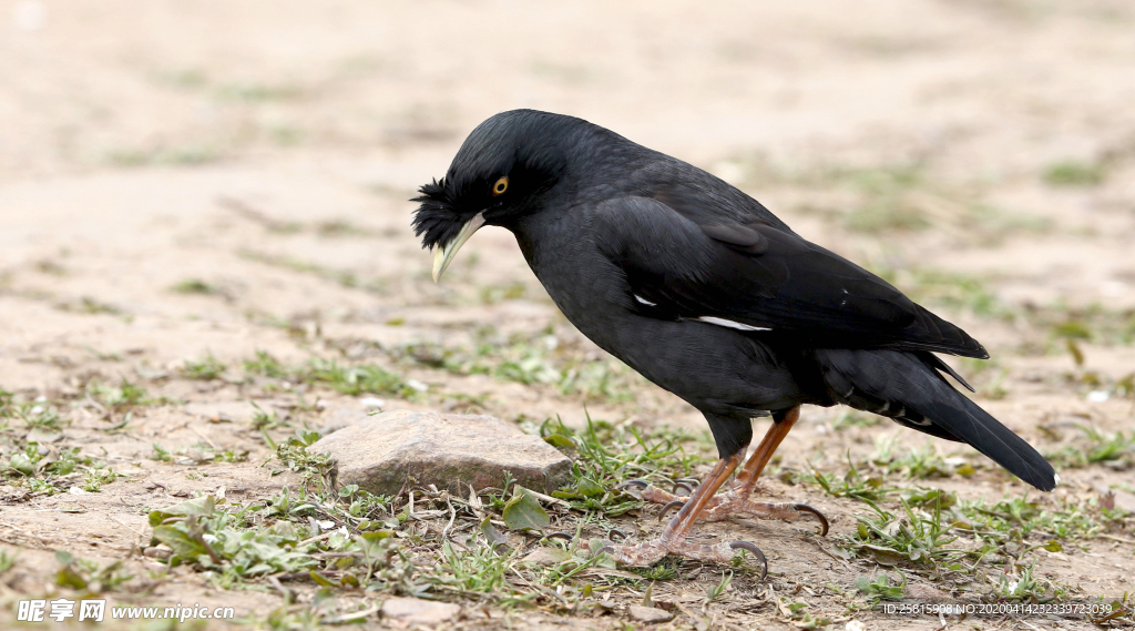 八哥空山鸟语图片