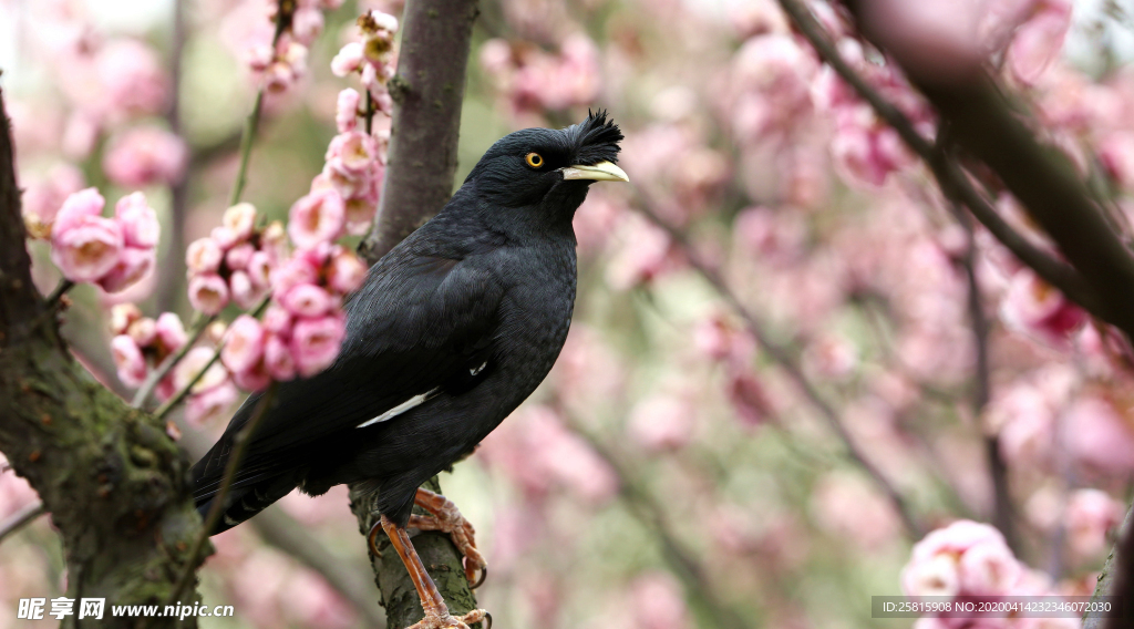 八哥-空山鸟语图片