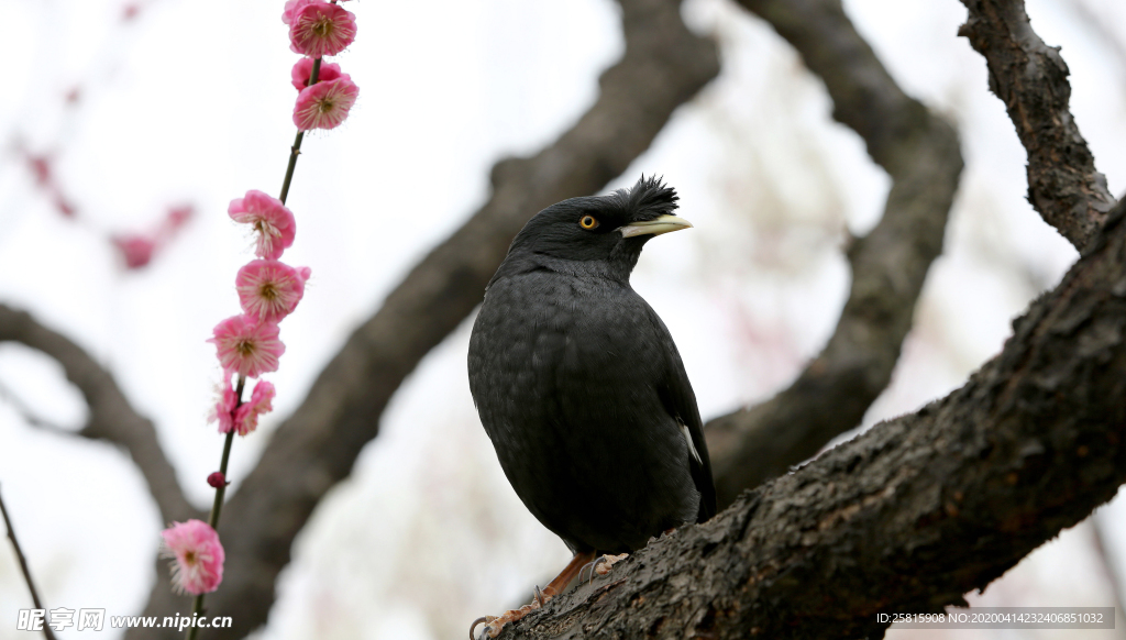 八哥-空山鸟语图片