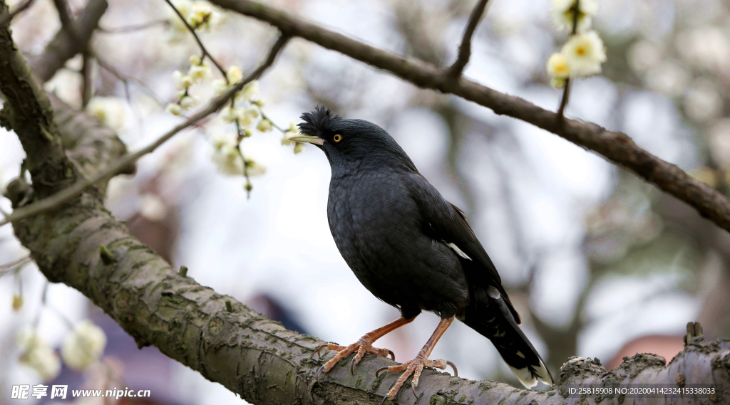 八哥-空山鸟语图片