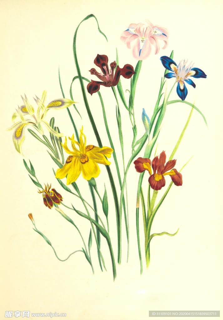 手绘插画鸢尾花