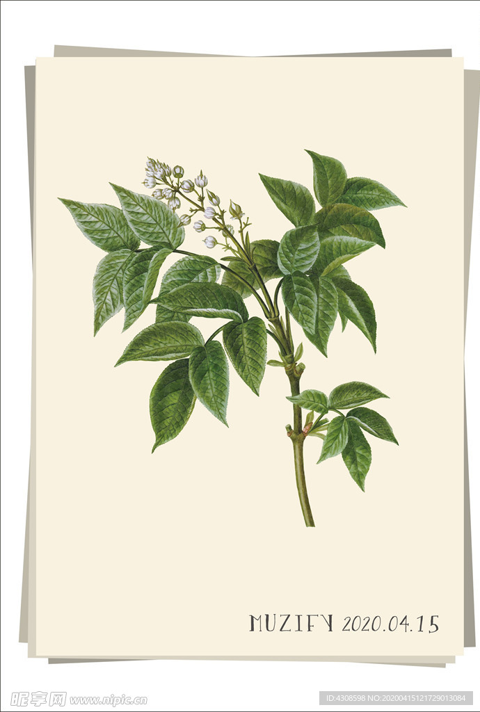 扁豆树 植物图鉴