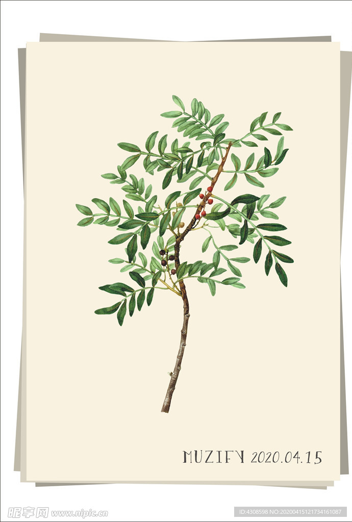 黄连木 植物图鉴