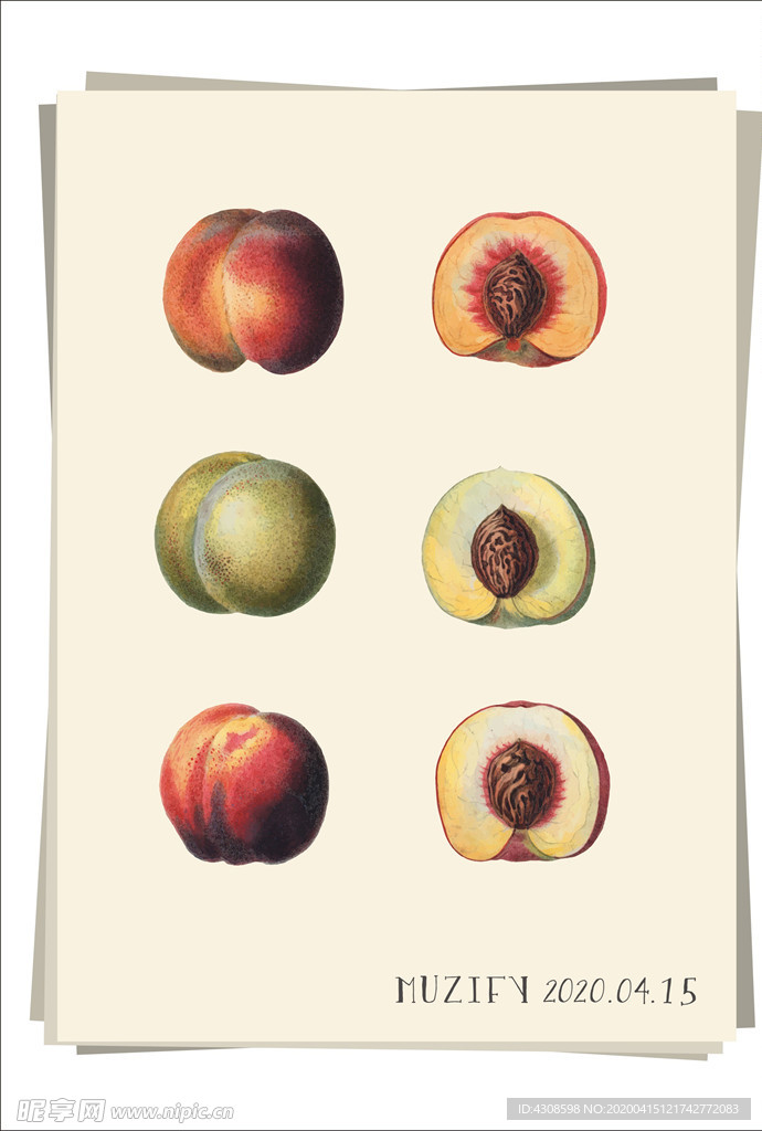 桃子果实 水果图鉴