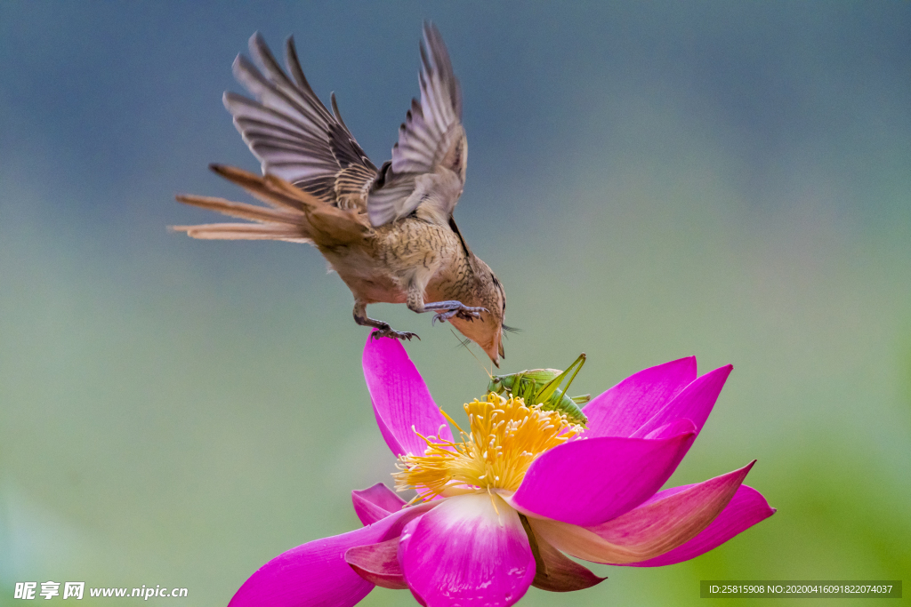 伯劳鸟空山鸟语图片