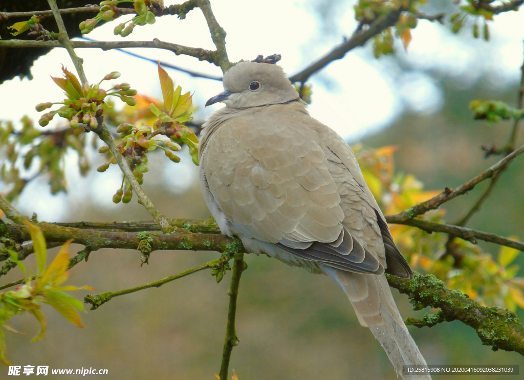 斑鸠空山鸟语图片