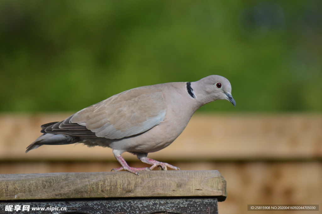 斑鸠空山鸟语图片