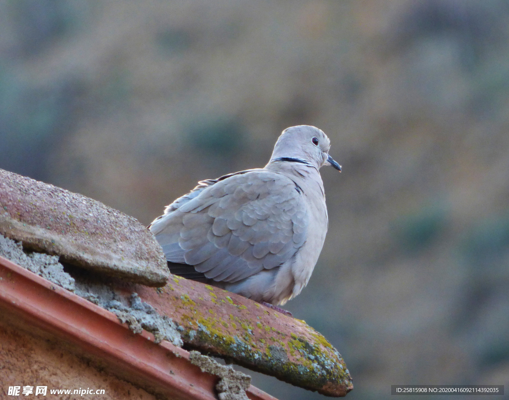 斑鸠空山鸟语图片