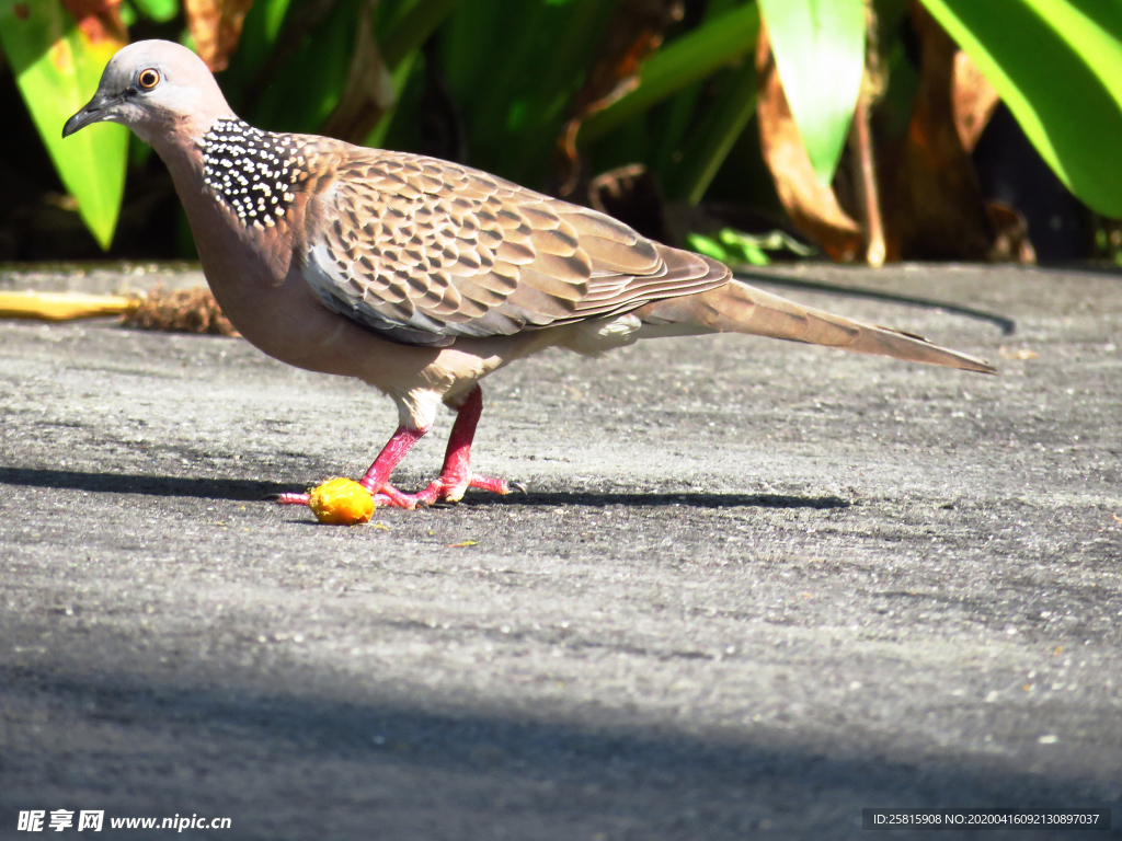 斑鸠空山鸟语图片