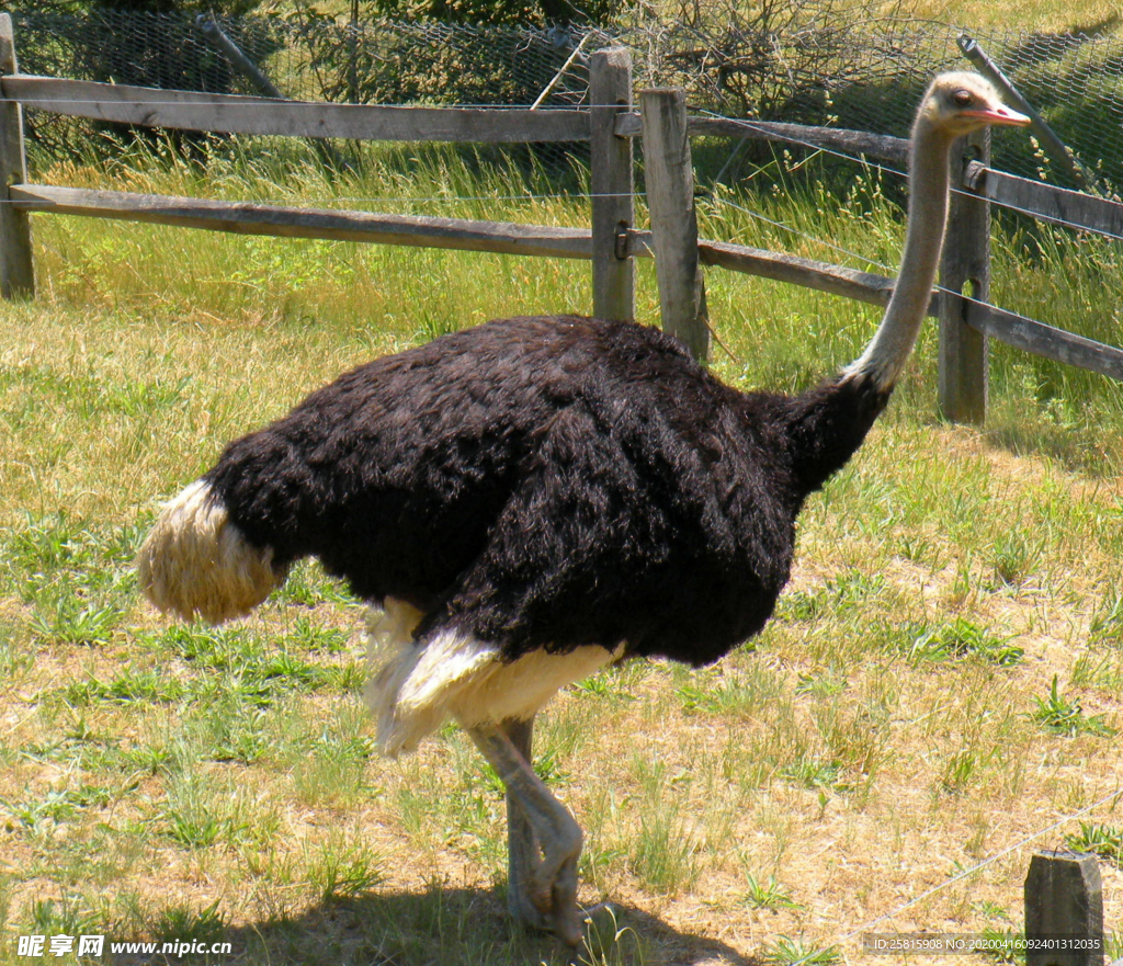 鸵鸟空山鸟语图片