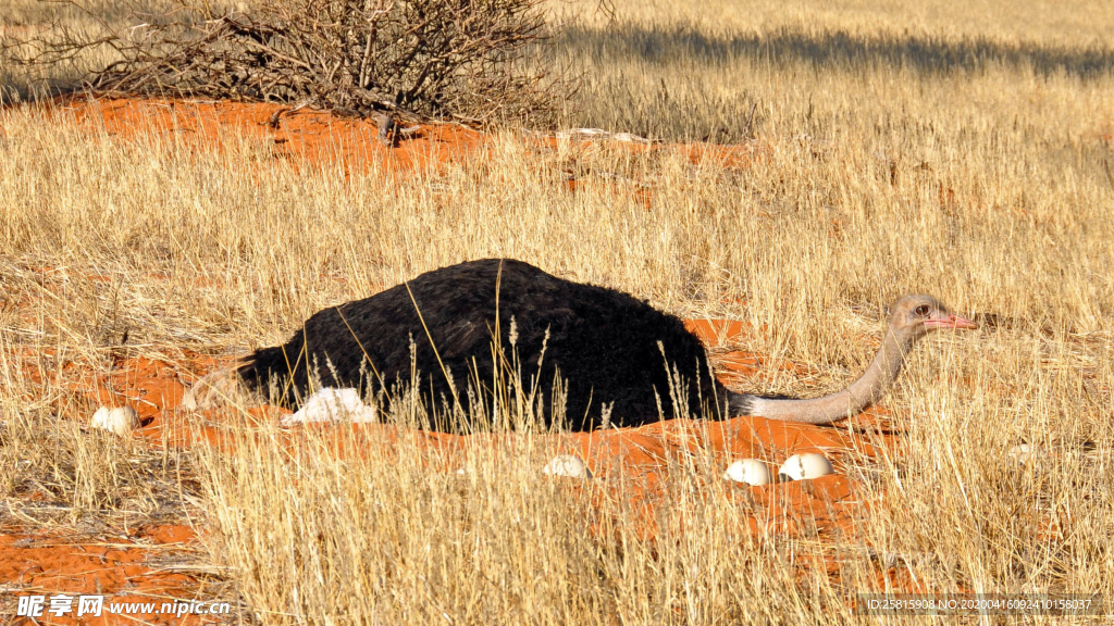 鸵鸟空山鸟语图片