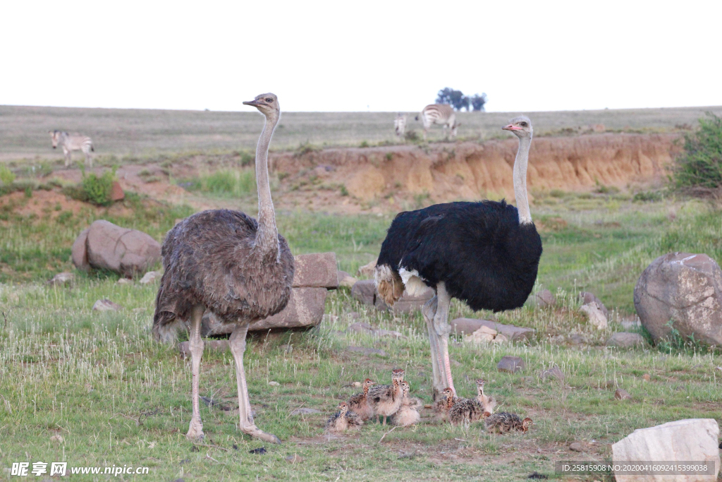 鸵鸟空山鸟语图片