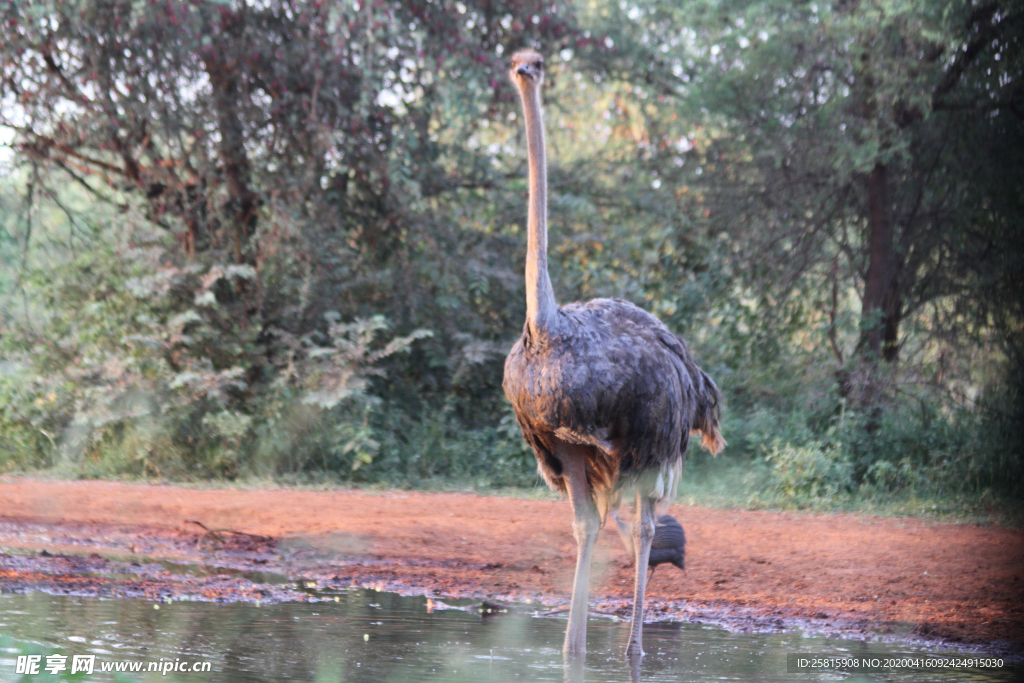 鸵鸟空山鸟语图片